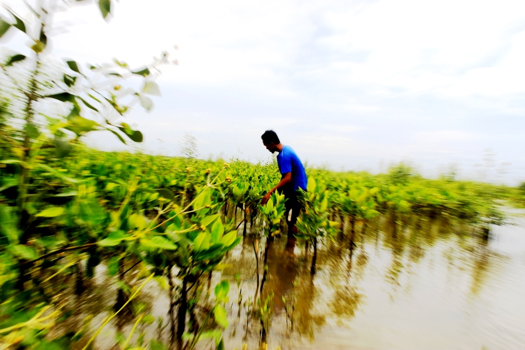 Warga sedang memeriksa bibit mangrove yang berusia 1 tahun di Dukuh Pandansari, Desa Kaliwlingi, Kecamatan Brebes, Kabupaten Brebes, Jawa Tengah. Keberadaan hutan mangrove selain dapat menghambat terjadinya abrasi juga berperan menjaga ekosistem perairan. Foto : Donny Iqbal