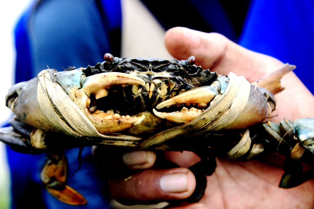 Kepiting bakau adalah anggota suku portunidae yang hidup di ekosistem hutan bakau. Kepiting yang mempunyai nilai ekonomis menjadi salah satu unggulan dari Dukuh Pandansari, Desa Kaliwlingi, Kecamatan Brebes, Kabupaten Brebes, Jawa Tengah. foto : Donny Iqbal