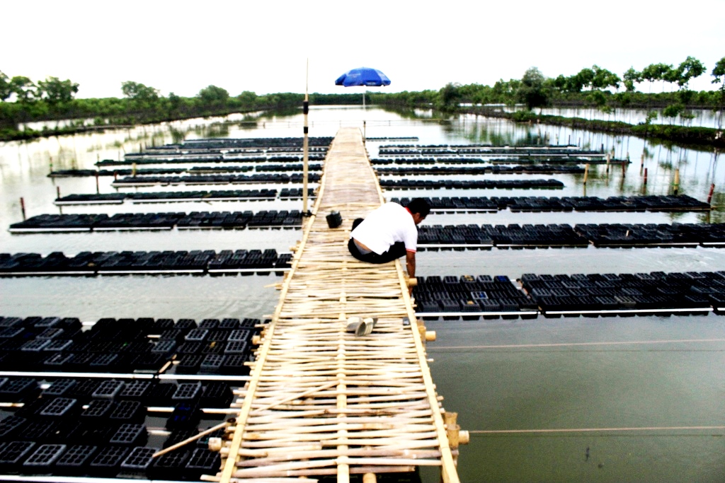 Warga sedang melakukan pengecekan terhadap budidaya kepiting soka Dukuh Pandansari, Desa Kaliwlingi, Kecamatan Brebes, Kabupaten Brebes, Jawa Tengah. Karena ekosistem yang terjaga budidaya kepiting bercangkang lembek tersebut menjadi cepat antara 14 - 15 hari. foto : Donny Iqbal