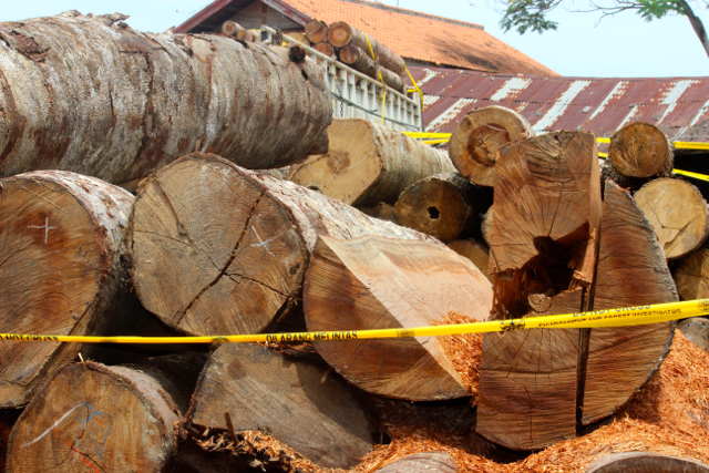 Kayu log yang diberi police line oleh KLHK. Foto: Della Syahni