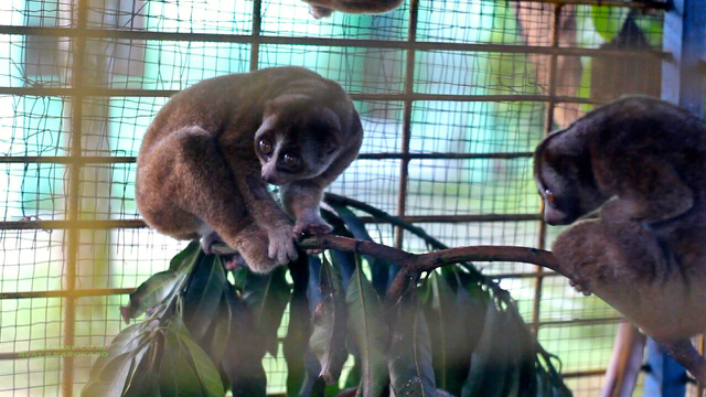 Kukang sesaat sebelum pelepasliaran. Foto: Ayat S Karokaro