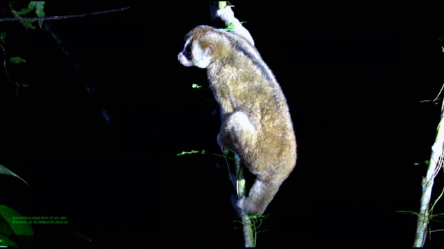 Kukang kembali ke alam bebas setelah diambil dari alam dan rencana dijual pemburu, bersyukur tertangkap. Foto: Ayat S Karokaro