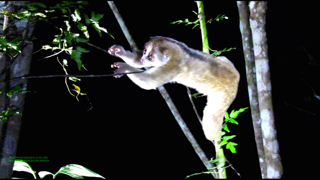 Kukang kala pelepasliaran di hutan TNGL. Foto: Ayat S Karokaro