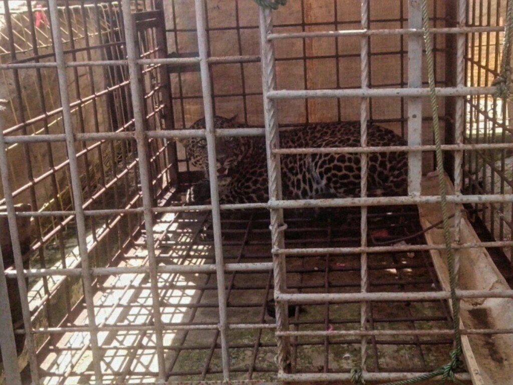 Seekor macan tutul Jawa (Panthera pardus melas) di tangkap warga di Desa Cikupa, Kecamatan Lumbung, Kabupaten Ciamis. Diduga tertangkapnya macan berumur dewasa tersebut karena sedang mencari wilayah teritori baru di SM Gunung Syawal. Foto : BKSDA Wil III Ciamis/ Didin Sarifuddin
