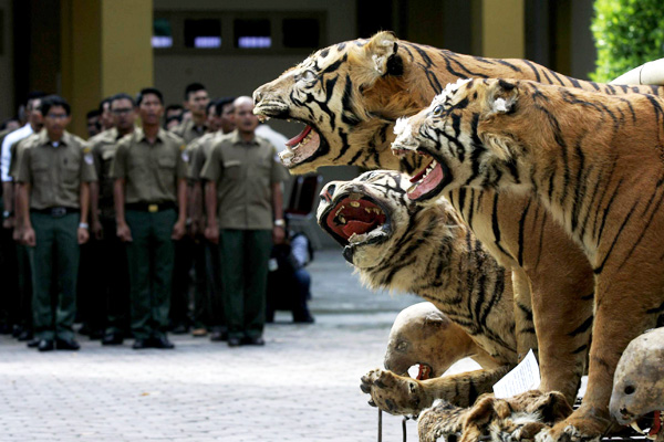 Awetan harimau sumatera yang disita dari para pelaku kejahatan satwa di Aceh. Pemusnahan barang bukti harus dilakukan dan hukuman untuk para pelaku harus ditingkatkan. Foto: Junadi Hanafiah