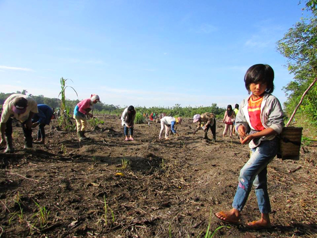 Seorang anak melintas di kebun warga yang baru dibuka, akan ditanami. Foto: Hendrikus Adam