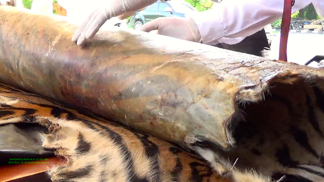 Kulit harimau yang ditangkap bersama ketika pelaku. Foto: Ayat S Karokaro