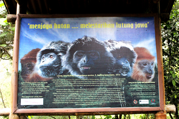 Lutung jawa yang jumlahnya menurun akibat diburu untuk dipelihara, meskipun undang-undang secara jelas menyatakan bahwa satwa ini dilindungi. Foto: Rahmadi Rahmad