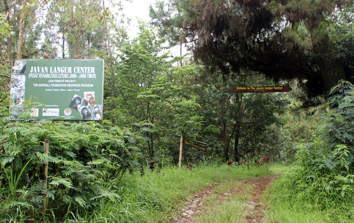Javan Langur Center merupakan tempat rehabilitasi lutung jawa yang selanjutnya bila lutung jawa tersebut telah pulih akan dikembalikan lagi ke hutan liar. Foto: Rahmadi Rahmad