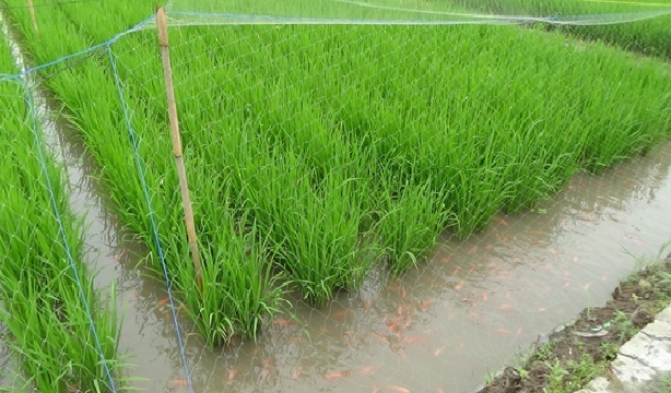 Contoh teknik budidaya untuk pertanian dan perikanan secara sekaligus itu belum terlalu diminati banyak petani padi dan ikan. Foto : KKP