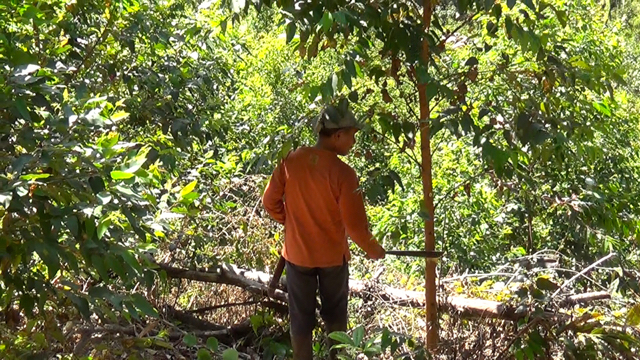Pohon eukaliptus yang 'nyasar' ke dekat hutan kemenyan. Foto: Ayat S Karokaro