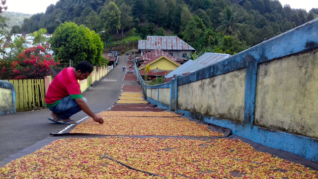 Cengkih berjemur sepanjang jalan...Foto: M Rahmat Ulhaz