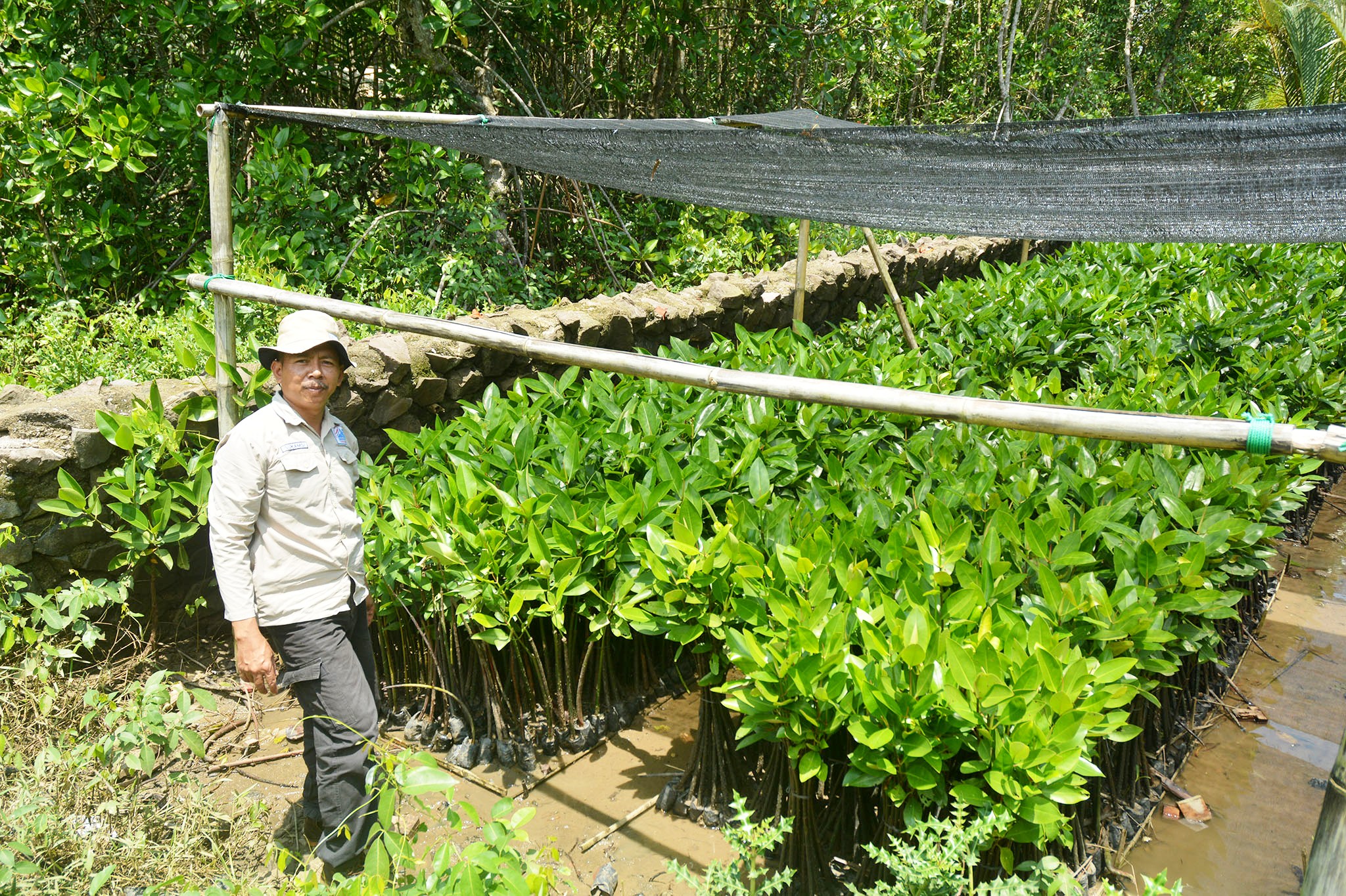 lokasi-pembibitan-pohon-mangrove di di pesisir Pantai Ayah, Kebumen, Jateng. Foto : L Darmawan