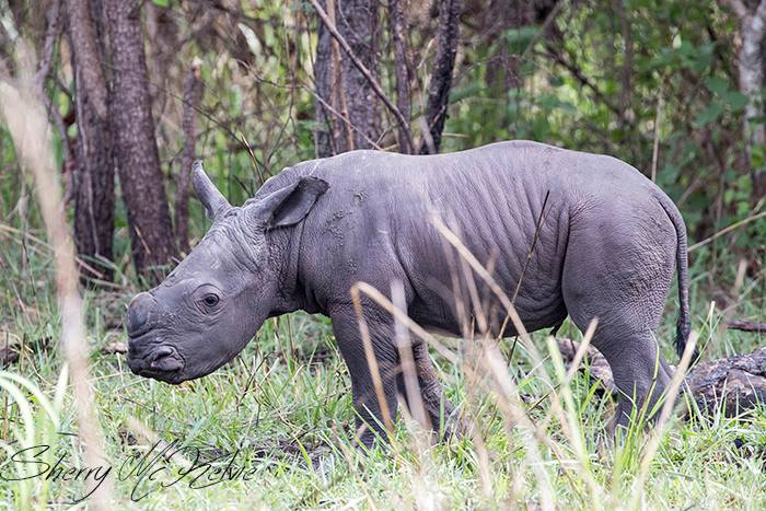 Badak putih bernama "Nguzo" yang berada di Rhino Fund, Uganda. Sumber: Mashada.com