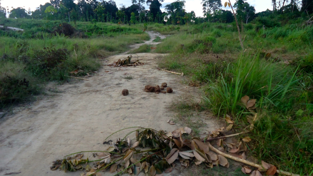 Kotoran gajah banyak ditemukan di konsesi ALN. Foto: Perkumpulan Hijau