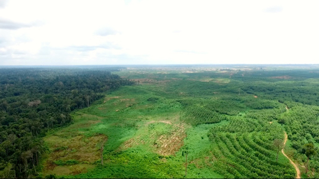 Konsesi ALN berbatasan dengan PT Reki. Foto: Perkumpulan Hijau