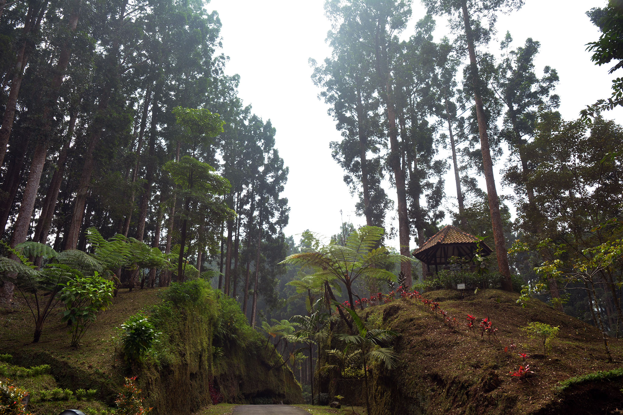 Kawasan wana wisata lereng sebelah selatan Gunung Slamet sebagian hutan di lereng selatan akan ditebang untuk pembangunan PLTP Baturraden. Foto : L Darmawan