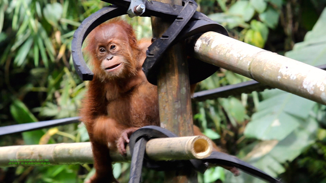 Orangutan SUmatera ini dilatih agar bisa kembali ke alam. Foto: Ayat S Karokaro