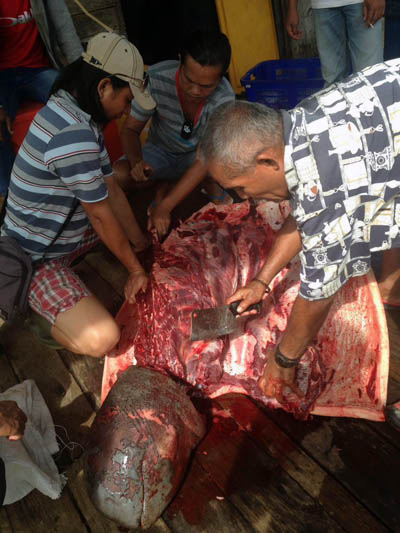 Pesut yang terjerat jaring nelayan ini dipotong warga setempat untuk dibagikan, hanya bagian kepala yang bisa diselamatkan untuk penelitian lebih lanjut. Foto: BKSDA Kalimantan Barat