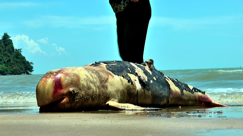 Sebulan terakhir sudah tiga ekor pesut terjerat jaring nelayan. Foto: Rosi (Warga Sukadana)