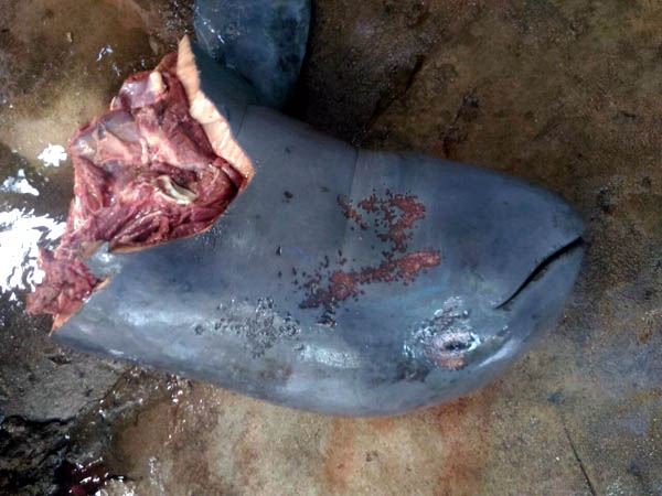 Potongan kepala pesut yang tersisa. Foto: BKSDA Kalbar