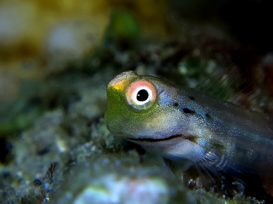 Ikan bleenie yang ditemukan di perairan Puru Kambera di Sumba Timur, Nusa Tenggara Timur. Foto : Wisuda