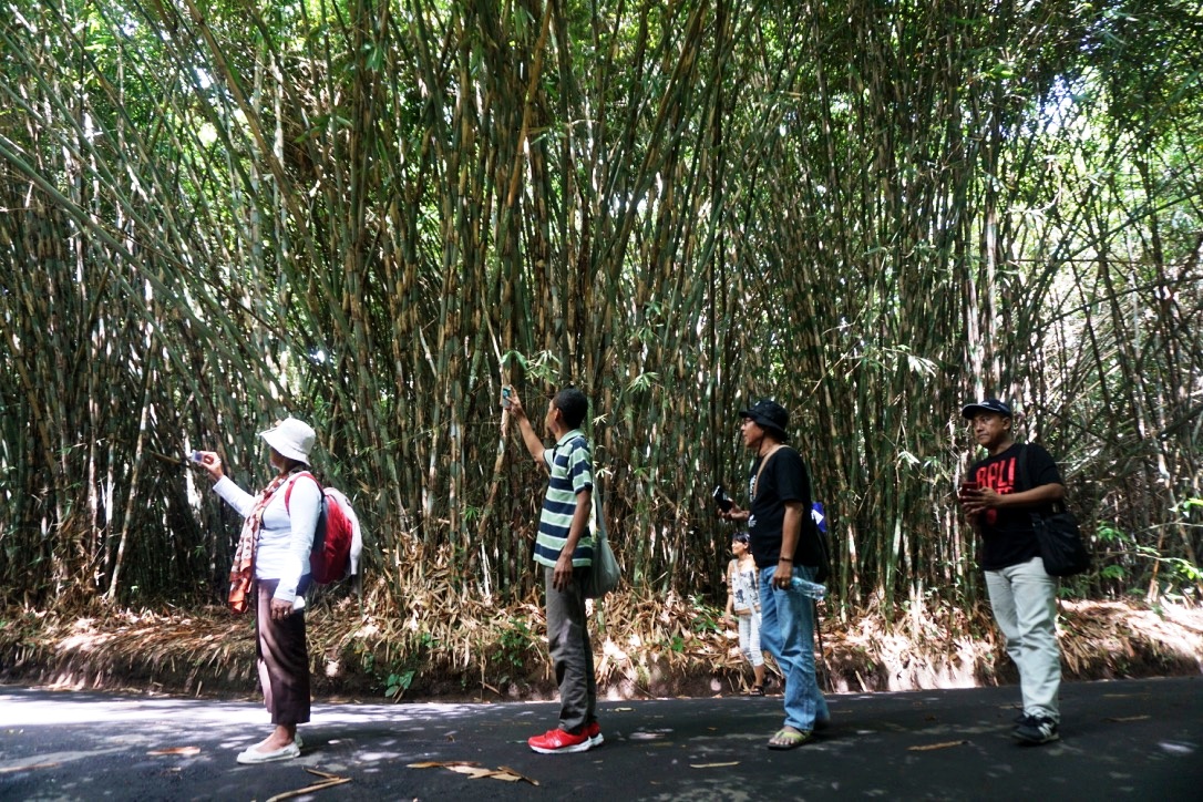 Pengunjung memotret hutan bambu di Desa Penglipuran Bangli, Bali. Foto : Anton Muhajir