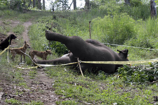 Gajah sumatera ini ditemukan mati keracunan di kebun masyarakat di Desa Karang Ampar, Kecamatan Ketol, Kabupaten Aceh Tengah, Aceh., Februari 2016. Foto: Junaidi Hanafiah