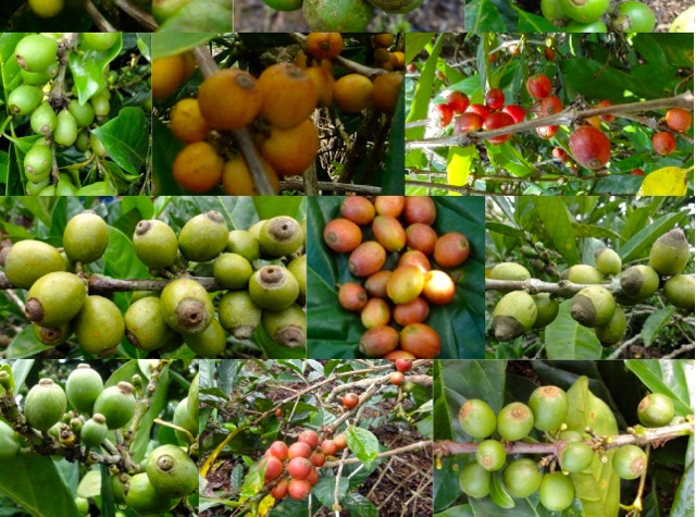 Keragaman bentuk dan warga buah masak liberika di Tanjung Jabung Barat. Jambi. Foto: Warta Pusat Penelitian Kopi dan Kakao Indonesia.
