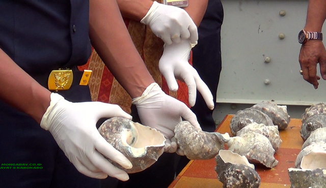 Siput hijauh, masuk satwa laut dilindungi. Foto: Ayat S Karokaro