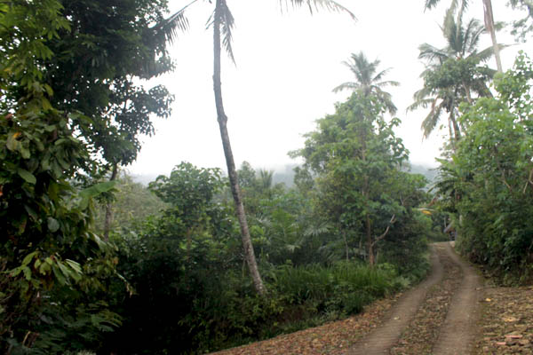 Jalan di Desa Sumberbening, wilayah yang sempat dipasangi tanda pita dan kabel-kabel untuk uji material tanah yang dilakukan perusahaan tambang. Foto: Petrus Riski