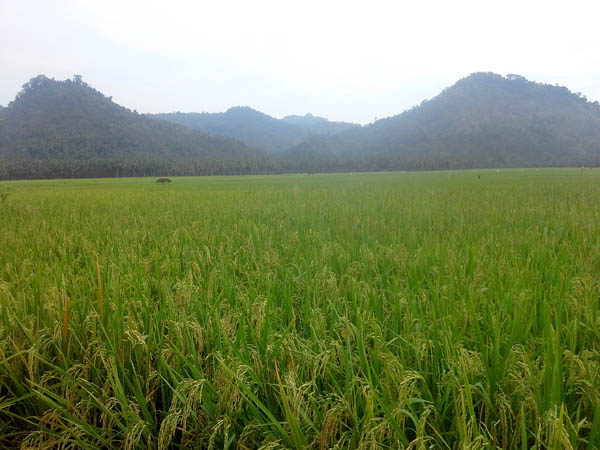 Bukit dan sawah yang hijau ini akan hilang bila eksploitasi tambang emas dilakukan. Bagaimana nasib petani dan warga setempat? Foto: Petrus Riski