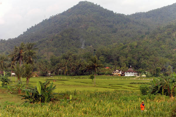 Bukit di wilayah Trenggalek ini akan ditambang bila pemerintah mengizinkan perusahaan tambang emas mengeksploitasi kawasan ini. Foto: Petrus Riski