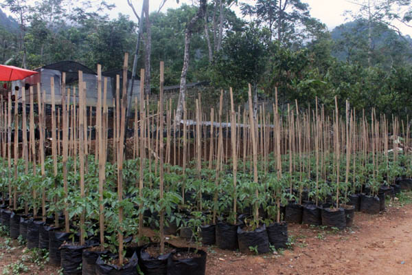 Pertanian holtikultura yang dikembangkan masyarakat Desa Sumberbening yang merupakan penopang kehidupan mereka. Foto: Petrus Riski
