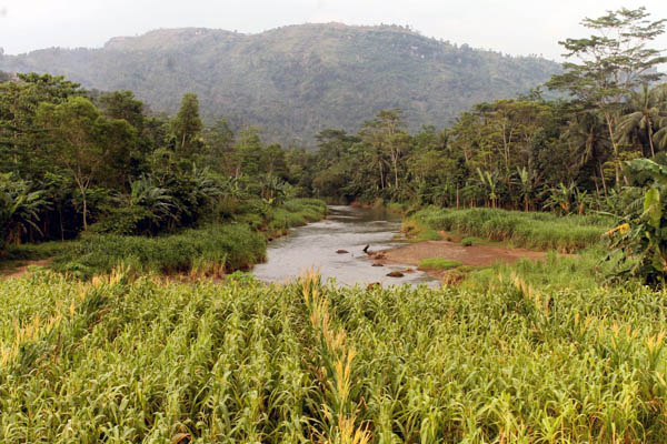 Pegunungan di Trenggalek yang merupakan sumber mata air yang bersih yang mengaliri sungai dan sawah warga. Foto: Petrus Riski