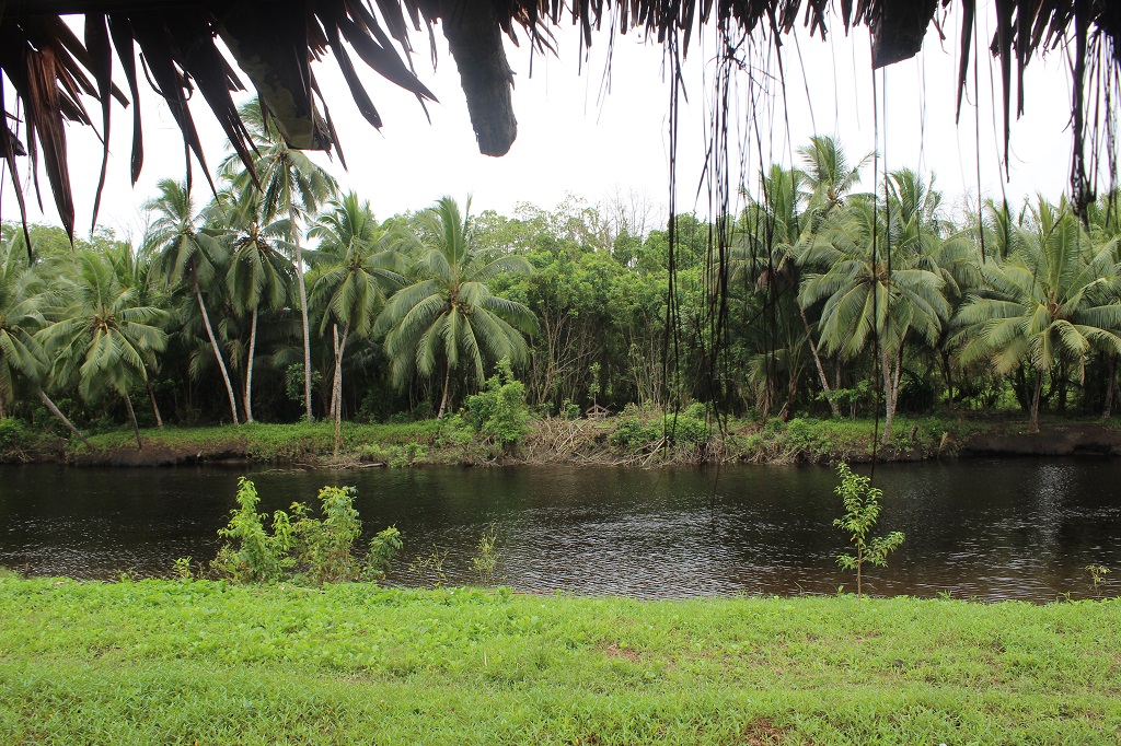 Kondisi alam Kampung Yepem, Kabupaten Asmat, Papua, yang masih perawan dengan ekosistem mangrove yang masih dalam fase konservatif. Masyarakat umumnya memanfaatkan hasil hutan untuk berbagai macam keperluan, seperti bahan membangun rumah, membuat perahu, ukiran, berburu, memangkur sagu, dan lainnya. Foto: Regis/Lestari Usaid