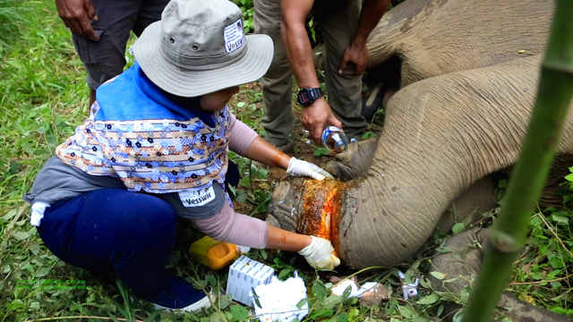 Tim medis memeriksa lupa di kaki anak gajah. Foto: Ayat S Karokaro