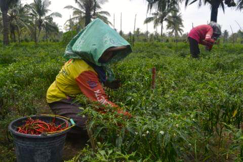 Lahan pertanian cabai nan subur yang terancam tergusur bandara. Foto: Tommy Apriando
