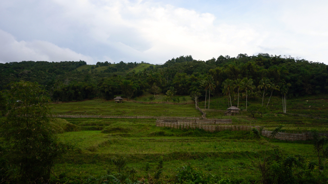 Salah satu lahan pertanian Masyarakat Adat Cek Bocek. Terdapat pohon kemiri, wilayah untuk mengambil madu, padi, beternak sapi dan kuda. Foto: Lusia Arumingtyas