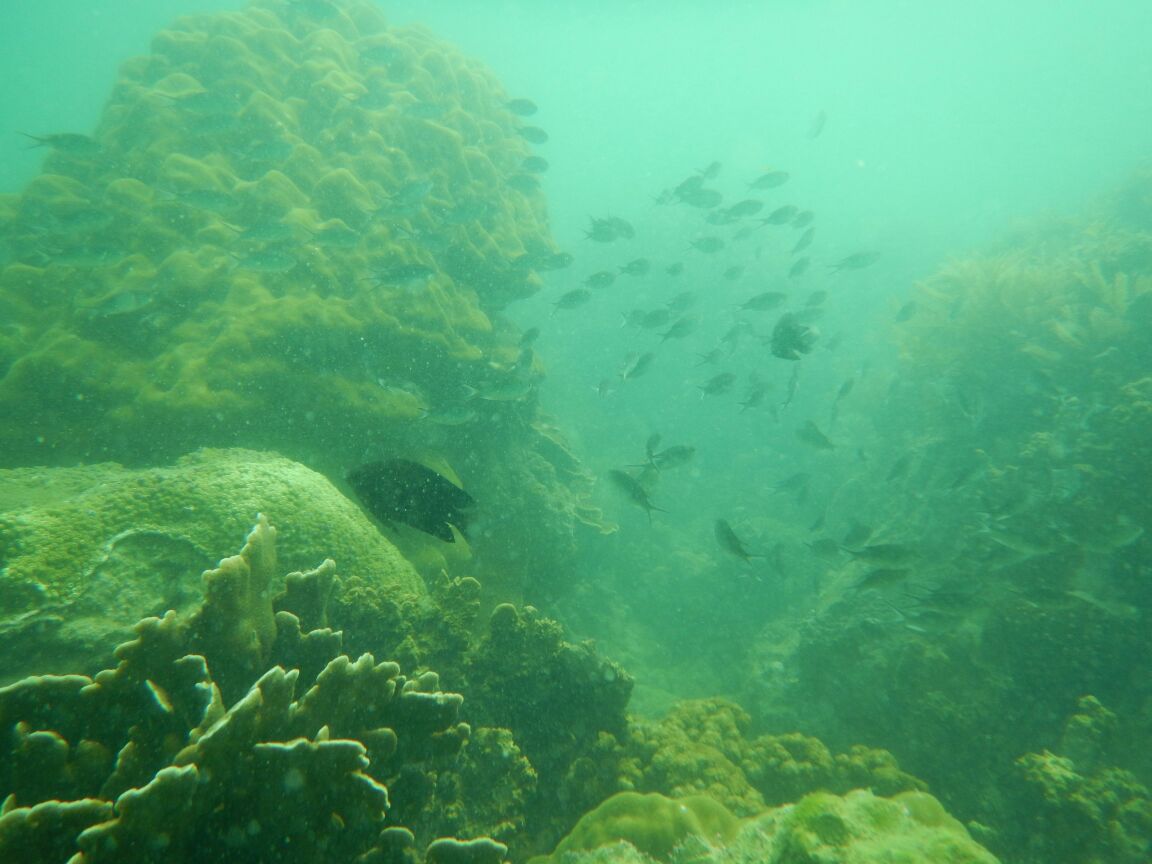 Kondisi terumbu karang di Pulau Abang, Batam. Terumbu karang tersebut terancam rusak karena sampah. Foto : M Ambari