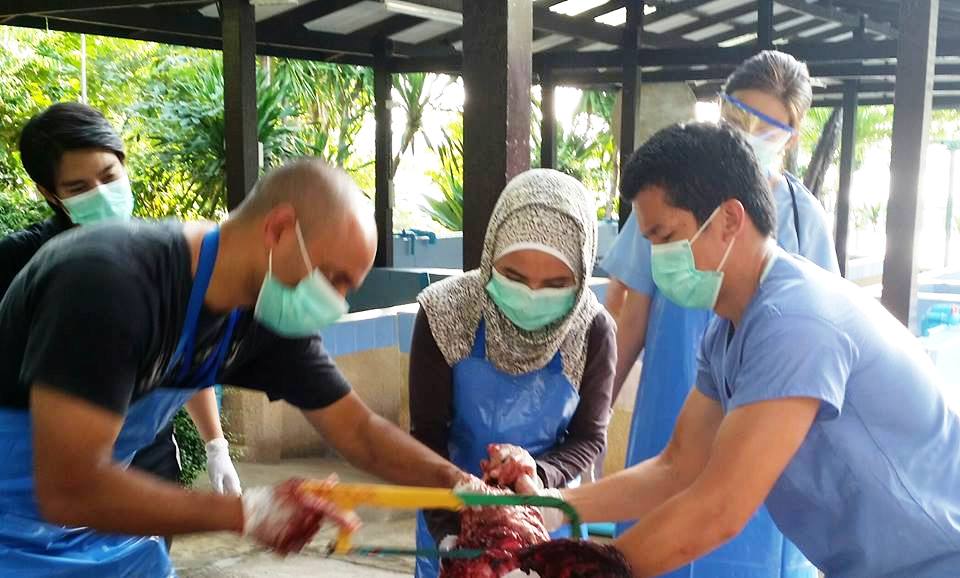 Drh.Dwi Suprapti, M.Si dari WWF Indonesia (tengah berjilbab) sedang melakukan praktek nekropsi sebagai rangkaian kegiatan simposium dan workshop The 2nd Southeast Asian Marine Mammal Stranding Network (SEAMMSN) yang dilaksanakan di Pattaya, Thailand, pada 8 - 12 November 2016 lalu. Foto : Dwi Suprapti WWF-Indonesia