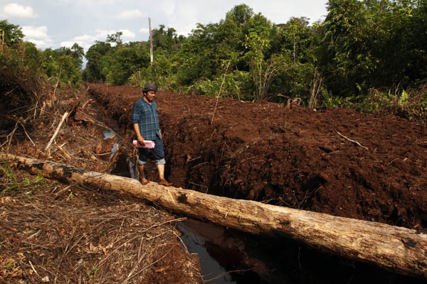 Suaka Marga Satwa Rawa Singkil terus dirambah untuk dijadikan kebun sawit. Foto: Junaidi Hanafiah