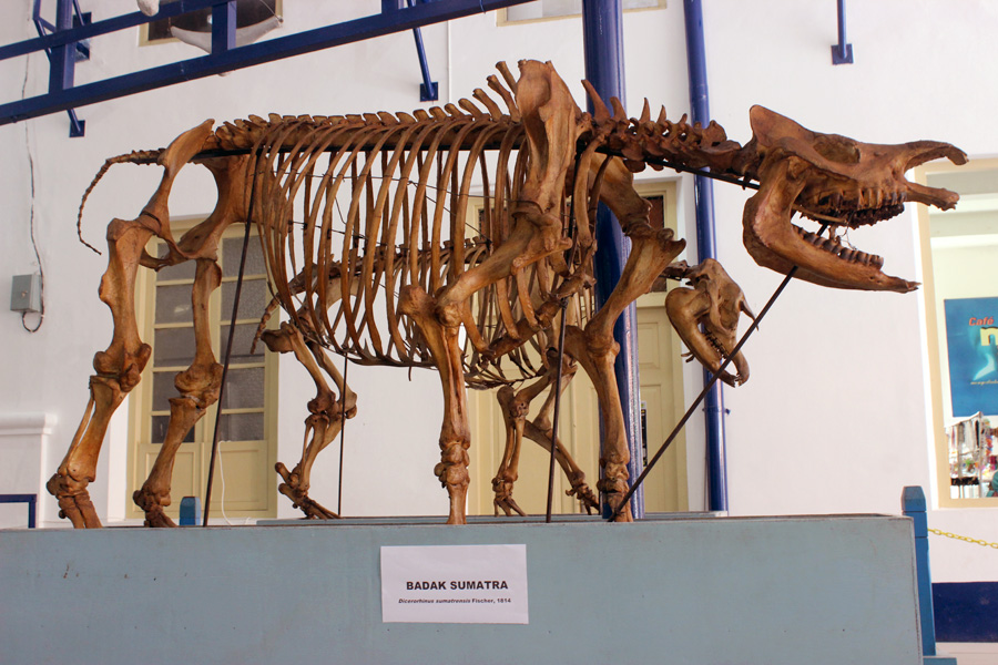 Rangka badak sumatera yang ada di Museum Zoologi, Kebun Raya Bogor. Foto: Rahmadi Rahmad