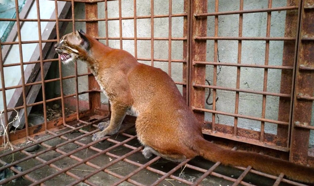 Kucing emas ditemuakn berkeliaran dan tidur-tiduran di garasi mobil warga. Kala evakuasi oleh BKSDA, kucing terlihat stres. Foto: Vinolia