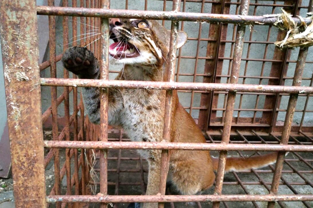 Kucing emas yang ditemukan berkeliaran di garasi mobil warga. Foto: Vinolia