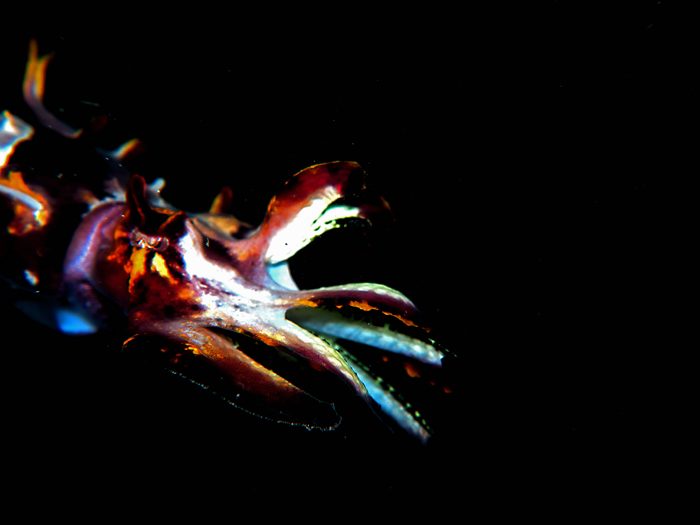 Flamboyant cuttlefish di Selat Lembeh, Sulawesi Utara. Foto : Wisuda