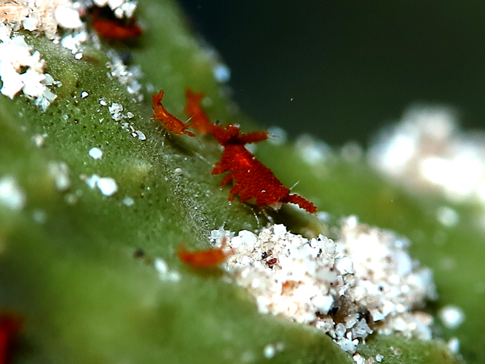 Amphipod red di Selat Lembeh, Sulawesi Utara. Foto : Wisuda