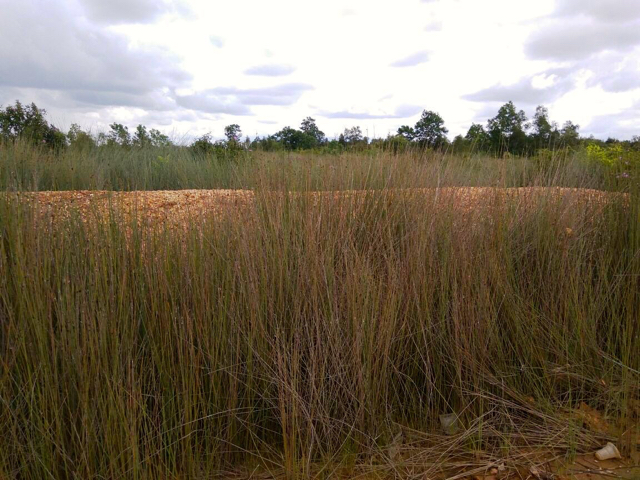 purun1-tikus-yang-tumbuh-liar-di-desa-tanggul-dalam-banjar-baru-kalsel-foto-ibm