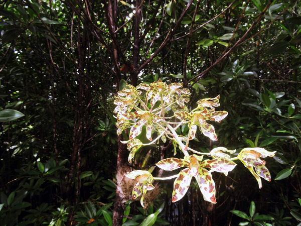 Anggrek di Desa Bangkagi Kecamatan Togean, Kepulauan Togean. Anggrek ini hidup di hutan mangrove. Foto: Christopel Paino