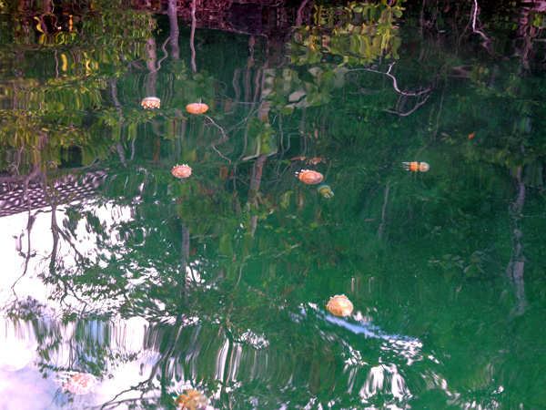 Jelly fish yang terlihat jelas ini merupakan daya tarik wisatawan lokal maupun macanegara. Foto: Christopel Paino
